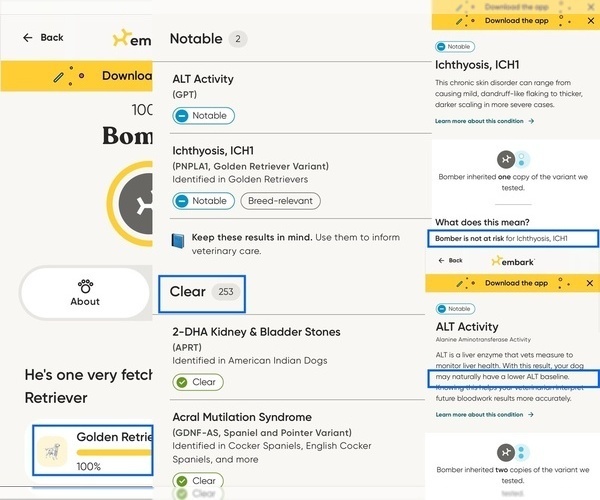 Medium Photo #5 Golden Retriever Puppy For Sale in MCKINNEY, TX, USA