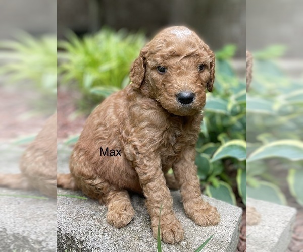 Medium Photo #1 Goldendoodle Puppy For Sale in FORDLAND, MO, USA
