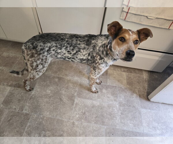 Medium Photo #3 Mutt Puppy For Sale in Sandy, UT, USA