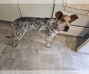 J. Elly Bean - Female Mutt Dog for Adoption - Photo #3