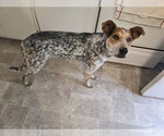Small Photo #3 Mutt Puppy For Sale in Sandy, UT, USA