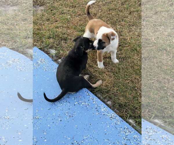 Medium Photo #8 Australian Shepherd-Unknown Mix Puppy For Sale in Valrico, FL, USA