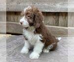 Small Photo #3 Aussiedoodle Miniature  Puppy For Sale in DRY RUN, PA, USA