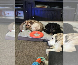 Labrador Retriever-Unknown Mix Dogs for adoption in Aurora, IN, USA