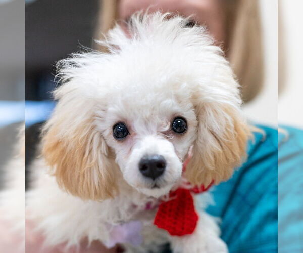 Medium Photo #4 Poodle (Miniature) Puppy For Sale in Mundelein, IL, USA