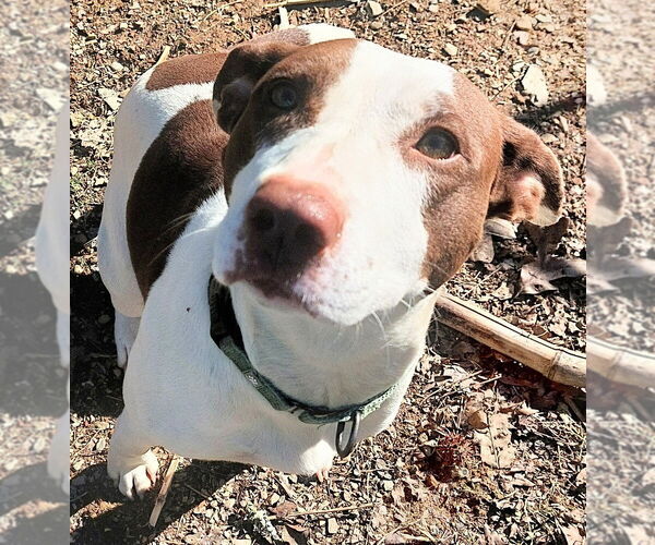 Medium Photo #4 Mutt Puppy For Sale in Boston, MA, USA