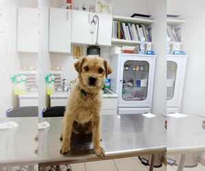 Border Terrier-Poodle (Miniature) Mix Dogs for adoption in Escondido, CA, USA