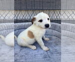 Small #1 Jack Russell Terrier-Parson Russell Terrier Mix