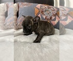 Small Photo #8 French Bulldog Puppy For Sale in JOHNS ISLAND, SC, USA