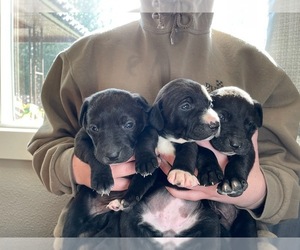 Australian Cattle Dog-Vizsla Mix Puppy for sale in ENUMCLAW, WA, USA