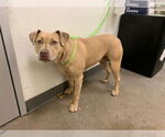 Small American Pit Bull Terrier
