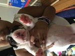 Puppy 4 American Pit Bull Terrier