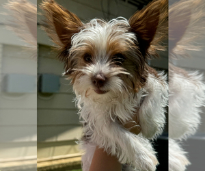 Yorkshire Terrier Puppy for sale in IRVING, TX, USA