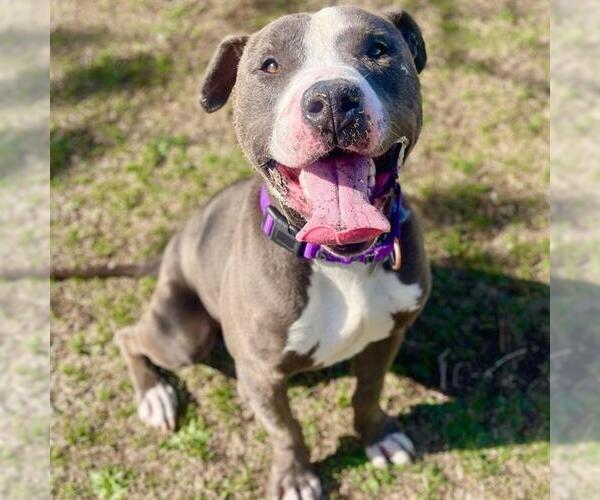 Medium Photo #3 American Pit Bull Terrier Puppy For Sale in Aurora, CO, USA