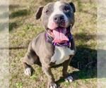 Small #2 American Pit Bull Terrier