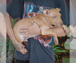 Small #3 American Staffordshire Terrier