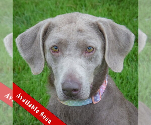Medium Photo #1 Labmaraner Puppy For Sale in Huntley, IL, USA