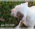 Small Photo #5 Cane Corso Puppy For Sale in ROSE HILL, TX, USA