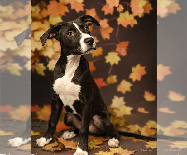 Medium Photo #5 American Pit Bull Terrier-Unknown Mix Puppy For Sale in Talladega, AL, USA