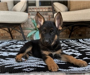 German Shepherd Dog Puppy for Sale in GREENFIELD, Indiana USA