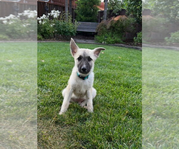 Medium Photo #2 German Shepherd Dog-Unknown Mix Puppy For Sale in West Sacramento, CA, USA