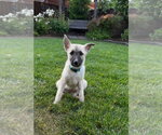 Small #1 German Shepherd Dog Mix