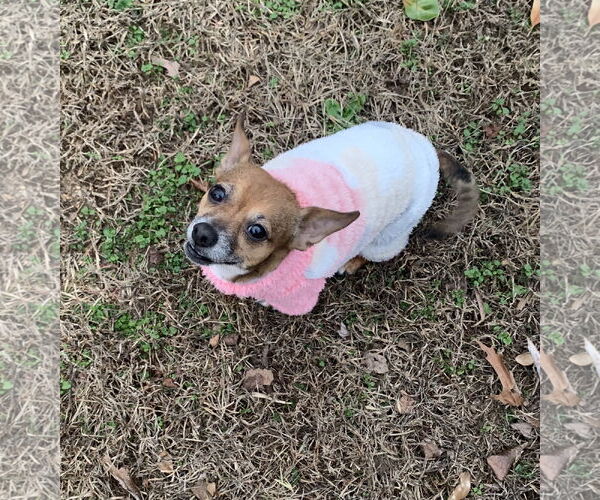 Medium Photo #7 Chihuahua-Unknown Mix Puppy For Sale in Holly Springs, NC, USA