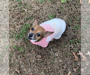 Freya - Female Chihuahua-Unknown Mix Dog for Adoption - Photo #7