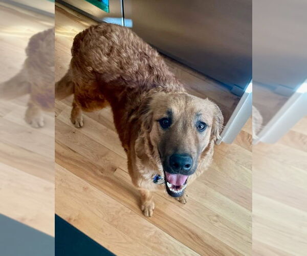 Medium Photo #3 Retriever -Unknown Mix Puppy For Sale in Winter Park, CO, USA