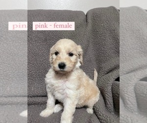 Goldendoodle Puppy for Sale in SHERIDAN, Arkansas USA