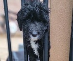 Puppy Puppy 3 Bernedoodle