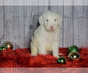 Poodle (Miniature)-Sheepadoodle Mix Puppy for sale in FREDERICKSBG, OH, USA
