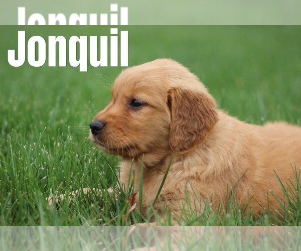 Medium Photo #1 Golden Retriever Puppy For Sale in MIDDLEBURG, PA, USA