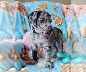 Great Dane Puppy for sale in FITZWILLIAM, NH, USA
