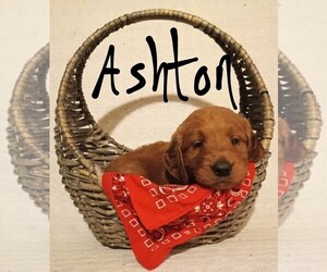 Goldendoodle Puppy for sale in WOOSTER, OH, USA