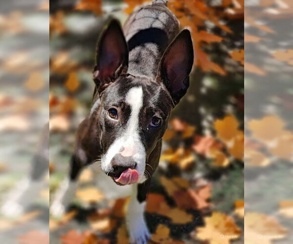 Medium Photo #3 American Pit Bull Terrier-Unknown Mix Puppy For Sale in Talladega, AL, USA