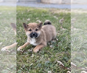 Shiba Inu Puppy for sale in CANOGA, NY, USA