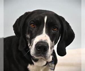 Great Dane-Plott Hound Mix Dogs for adoption in Fort Collins, CO, USA