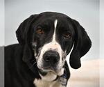 Small Great Dane-Plott Hound Mix