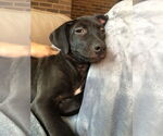 Small #12 Labrador Retriever