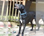 Small #7 Great Dane-Labrador Retriever Mix