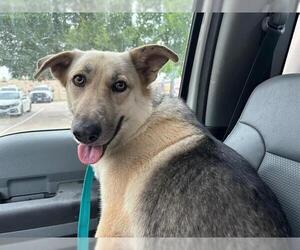 German Shepherd Dog-Unknown Mix Dogs for adoption in Grand Prairie, TX, USA