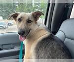 Small German Shepherd Dog Mix