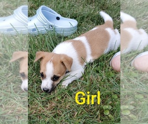 Jack Russell Terrier-Unknown Mix Puppy for sale in MEMPHIS, MI, USA
