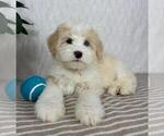 Small #2 Bernedoodle (Miniature)
