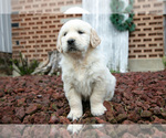 Small Photo #10 English Cream Golden Retriever Puppy For Sale in ORRVILLE, OH, USA