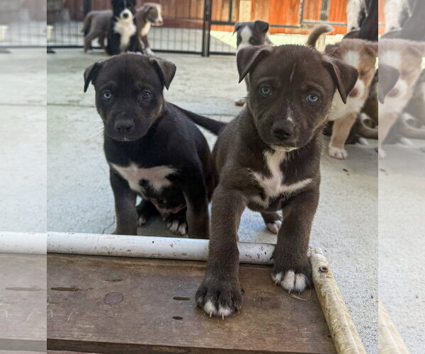 Medium Photo #3 Labrador Retriever-Unknown Mix Puppy For Sale in San Diego, CA, USA