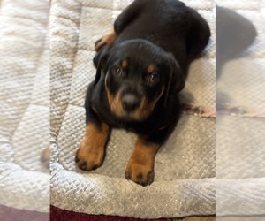 Medium Rottweiler