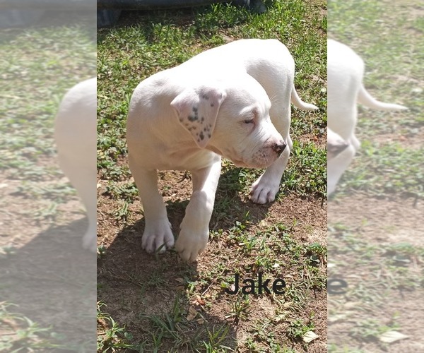 Medium Photo #1 American Bulldog Puppy For Sale in GAFFNEY, SC, USA