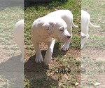 Small Photo #1 American Bulldog Puppy For Sale in GAFFNEY, SC, USA